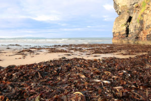 Seaweed harvesting sustainable bricks